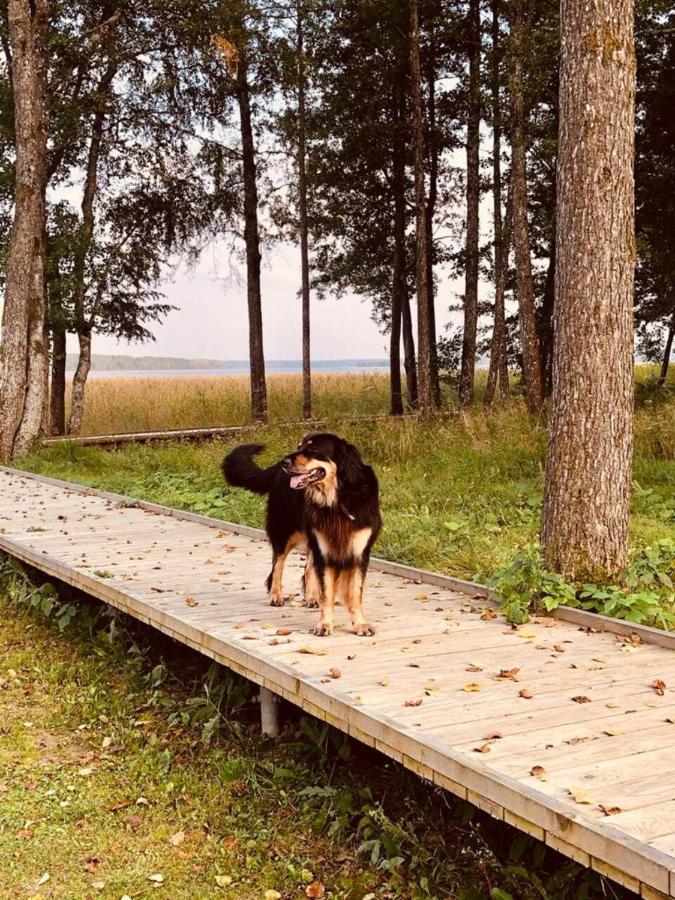 Bebru Maja - Beaver House Usma Exteriér fotografie